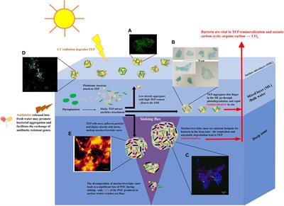 Non-surface Attached Bacterial Aggregates: A Ubiquitous Third Lifestyle